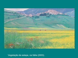 Vegetação de estepe, na Itália (2003).
 