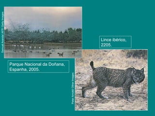 Parque Nacional da Doñana,
Espanha, 2005.
SamualAranda/AFP/GettyImages
Lince ibérico,
2205.
PeterArnold/OtherImages
 