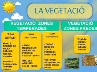 LA VEGETACIÓ
CLIMA
OCEÀNIC
PRATS I
BOSCOS DE
FULLA
CADUCA:
fagedes,
rouredes.
LANDES:
herbes, mates
i arbusts
menuts
CLIMA
MEDITERRANI
 BOSC
MEDITERRANI
AMB FULLA
PERENNE:
carrasca i surera
MATES I
ARBUSTS:
estepa i romer
CLIMA
CONTINENTAL
TAIGÀS o
BOSC DE
FULLA
PERENNE :
avets i pins
ESTEPES:
sòls pobres on
només creixen
herbes
•TUNDRA:
molses,
líquens i
arbusts
menuts
VEGETACIÓ ZONES
TEMPERADES
VEGETACIÓ
ZONES FREDES
 