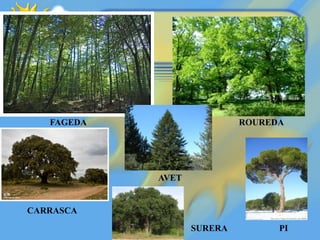 FAGEDA ROUREDA
CARRASCA
AVET
PISURERA
 