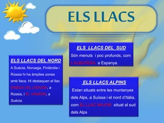ELS LLACS
ELS LLACS DEL NORD
A Suècia, Noruega, Finlàndia i
Rússia hi ha àmplies zones
amb llacs. Hi destaquen el llac
ONEGA I EL LÀDOGA, a
Rússia, i EL VÄNERN, a
Suècia.
ELS LLACS ALPINS
Estan situats entre les muntanyes
dels Alps, a Suïssa i el nord d’Itàlia,
com EL LLAC MAJOR situat al sud
dels Alps
ELS LLACS DEL SUD
Són menuts i poc profunds, com
L’ALBUFERA, a Espanya.
 