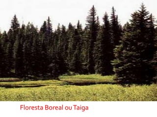 Floresta Boreal ouTaiga
 