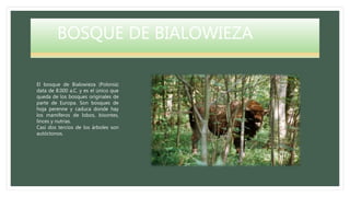 BOSQUE DE BIALOWIEZA
El bosque de Bialowieza (Polonia)
data de 8.000 a.C. y es el único que
queda de los bosques originales de
parte de Europa. Son bosques de
hoja perenne y caduca donde hay
los mamíferos de lobos, bisontes,
linces y nutrias.
Casi dos tercios de los árboles son
autóctonos.
 