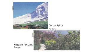Campos Alpinos
na Suíça.
Maqui, em Port-Gros,
França.
CEDOC
CEDOC
 