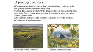 A produção agrícola
A Europa apresenta uma importante e diversificada produção agrícola,
com grande aproveitamento de seus solos.
A cultura de cereais é predominante, destacando-se o trigo, produto mais
importante. Sua principal área produtora é a região de solos negros da
Ucrânia (tchernozion).
Outros cereais cultivados são o centeio, a aveia e a cevada, produtos
agrícolas das áreas temperadas.
Cultivo de centeio na França.
CEDOC
Cultivo de uva na Europa.
Grand
Tour/Corbis/Latin
Stock
 