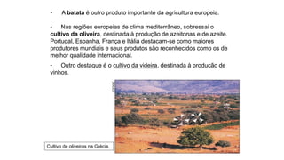 • A batata é outro produto importante da agricultura europeia.
• Nas regiões europeias de clima mediterrâneo, sobressai o
cultivo da oliveira, destinada à produção de azeitonas e de azeite.
Portugal, Espanha, França e Itália destacam-se como maiores
produtores mundiais e seus produtos são reconhecidos como os de
melhor qualidade internacional.
• Outro destaque é o cultivo da videira, destinada à produção de
vinhos.
Cultivo de oliveiras na Grécia.
CEDOC
 