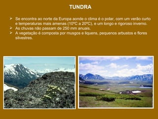 TUNDRA
 Se encontra ao norte da Europa aonde o clima é o polar, com um verão curto
e temperaturas mais amenas (10ºC a 20ºC), e um longo e rigoroso inverno.
 As chuvas não passam de 250 mm anuais.
 A vegetação é composta por musgos e liquens, pequenos arbustos e flores
silvestres.

 