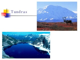 Tundras 