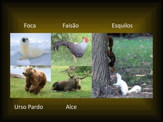 Urso Pardo Foca Faisão Esquilos Alce 
