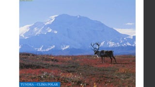 TUNDRA – CLIMA POLAR
 