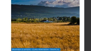 PRADARIA E ESTEPE– CLIMA SEMIÁRIDO / TROPICAL
 