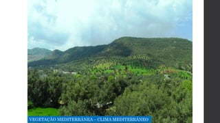 VEGETAÇÃO MEDITERRÂNEA – CLIMA MEDITERRÂNEO
 