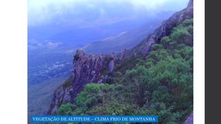 VEGETAÇÃO DE ALTITUDE – CLIMA FRIO DE MONTANHA
 