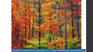 FLORESTA TEMPERADA E SUBTROPICAL– CLIMA TEMPERADO E SUBTROPICAL
 