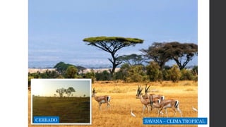 SAVANA – CLIMA TROPICALCERRADO
 