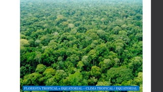 FLORESTA TROPICAL e EQUATORIAL – CLIMA TROPICAL / EQUATORIAL
 