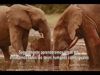 Seguramente aprenderemos algún día a tratarnos todos los seres humanos como iguales,  