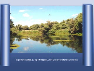 In padurea  Letea , cu aspect tropical, unde Dunarea ia forma unei delte. 