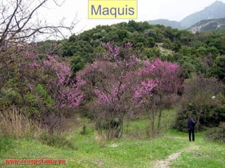 Maquis
 