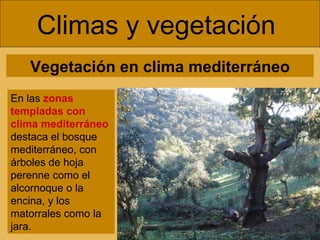 Climas y vegetación  En las  zonas templadas   con clima mediterráneo   destaca el bosque mediterráneo, con árboles de hoj...