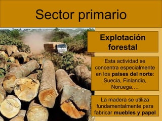 Sector primario Explotación forestal Esta actividad se concentra especialmente en los  países del norte : Suecia, Finlandia, Noruega,… La madera se utiliza fundamentalmente para fabricar  muebles y papel 