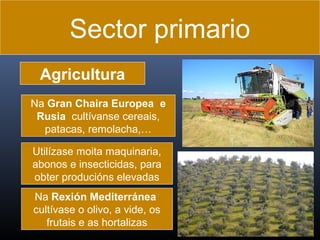Sector primario
Agricultura
Na Gran Chaira Europea e
Rusia cultívanse cereais,
patacas, remolacha,…
Utilízase moita maquinaria,
abonos e insecticidas, para
obter producións elevadas
Na Rexión Mediterránea
cultívase o olivo, a vide, os
frutais e as hortalizas

 