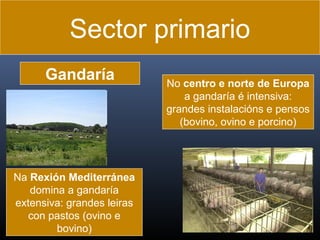 Sector primario
Gandaría

Na Rexión Mediterránea
domina a gandaría
extensiva: grandes leiras
con pastos (ovino e
bovino)

No centro e norte de Europa
a gandaría é intensiva:
grandes instalacións e pensos
(bovino, ovino e porcino)

 
