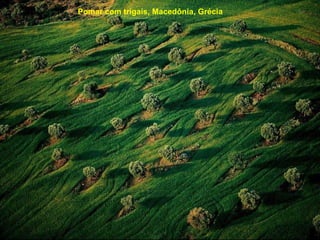 Pomar com trigais, Macedônia, Grécia 