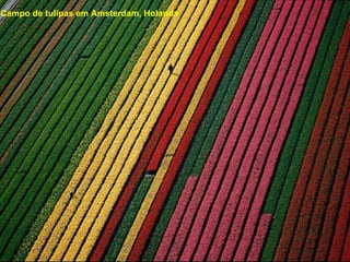 Campo de tulipas em Amsterdam, Holanda 