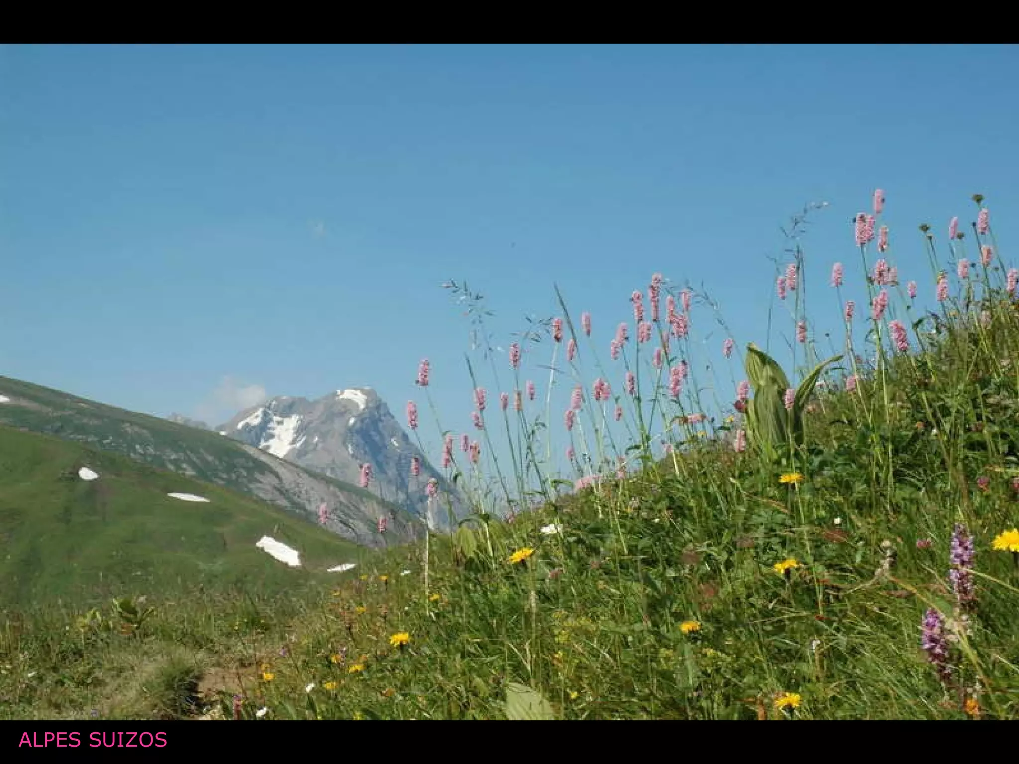 ALPES SUIZOS