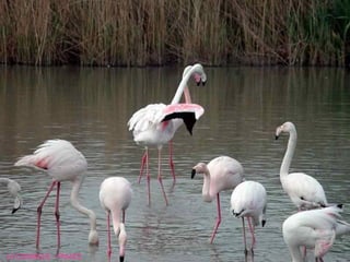 LA CAMARGUE - FRANCE 