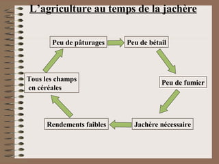 L’agriculture au temps de la jachère Peu de pâturages Peu de bétail Peu de fumier Jachère nécessaire Rendements faibles Tous les champs en céréales 