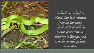 Ireland is a snake-free 
island. Due to its isolation 
from the European 
mainland, Ireland lacks 
several species common 
elsewhere in Europe, such 
as moles, weasels, polecats 
or roe deer. 
 