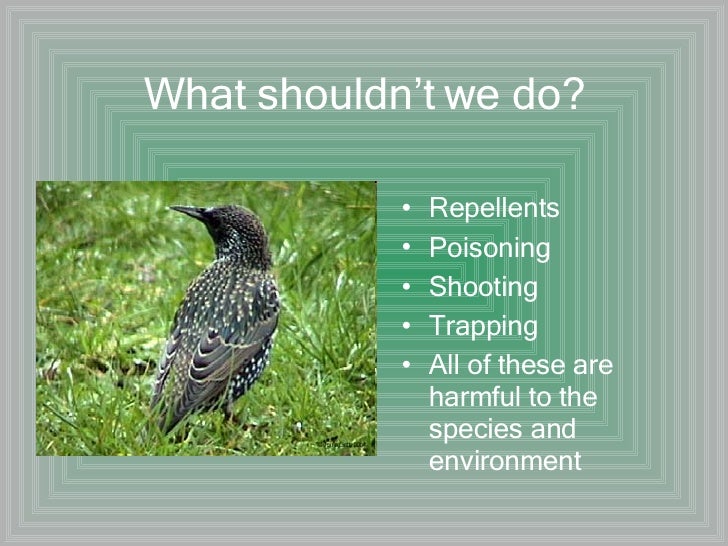 European Starlings Essay
