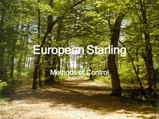 European Starling Methods of Control 