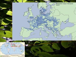 European beech (Fagus sylvatica L.) | PDF