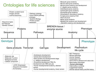 Ontologies for life sciences
22
Genotype Phenotype
Sequence
Proteins
Gene products Transcript
Pathways
Cell type
BRENDA ti...