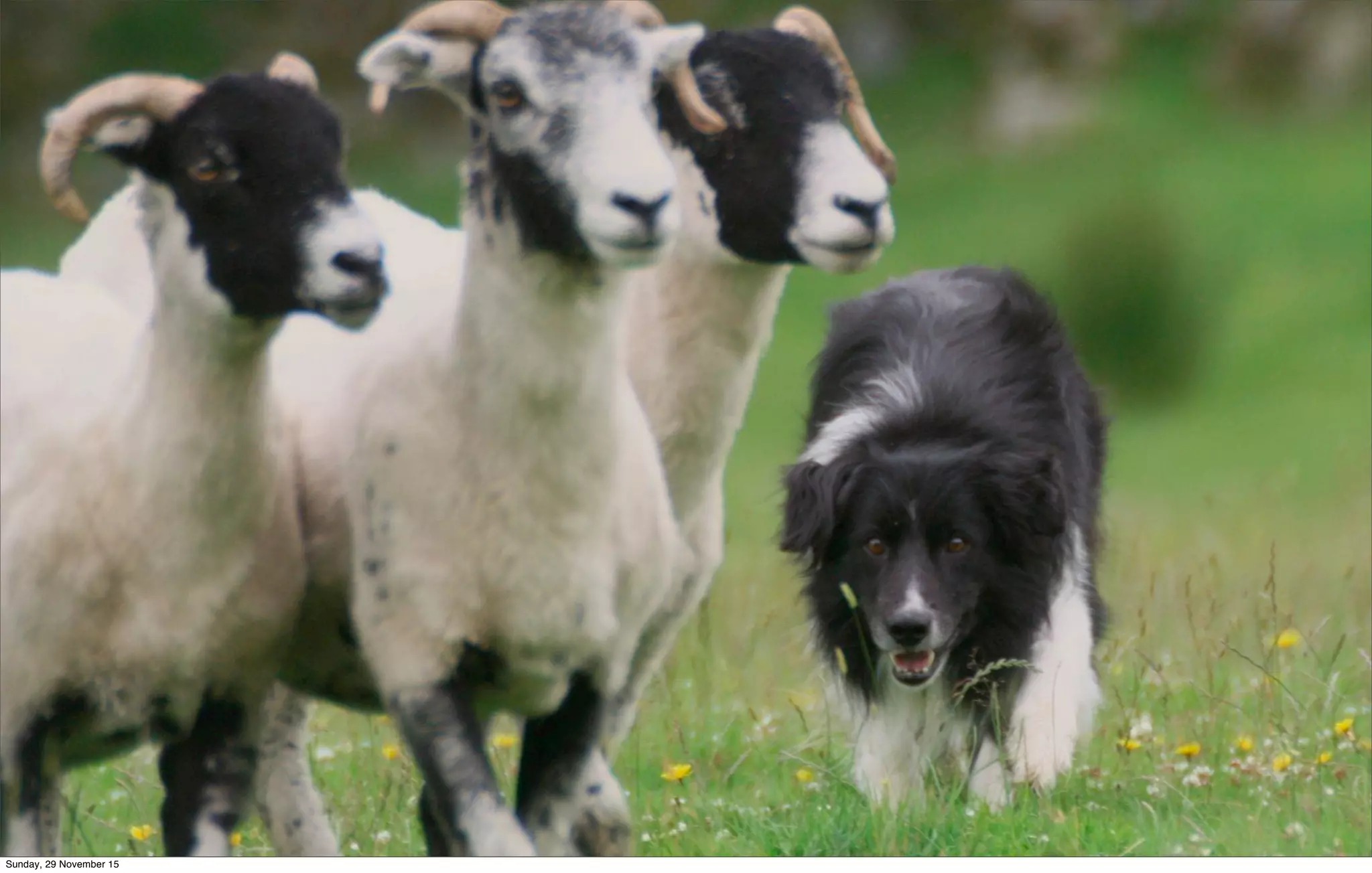 Sunday, 29 November 15
 