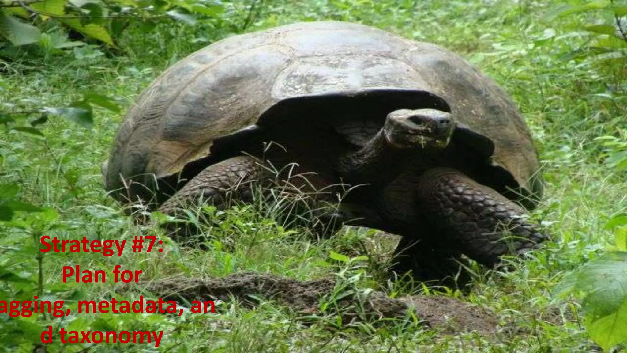 Strategy #7:
         Plan for
agging, metadata, an
    d taxonomy
    10/19/2011         40
 