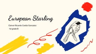 European Starling
Cleiver Ricardo Coello Gonzalez
1st grade B
 