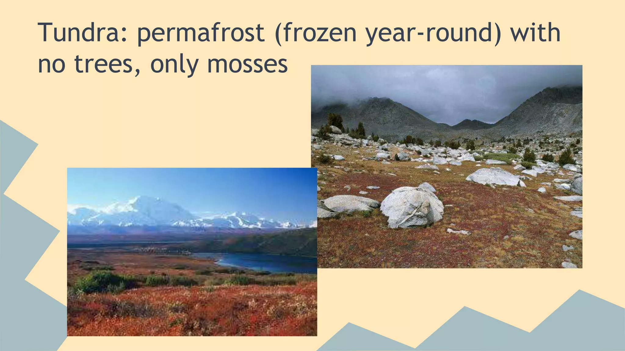 Tundra: permafrost (frozen year-round) with 
no trees, only mosses 
 