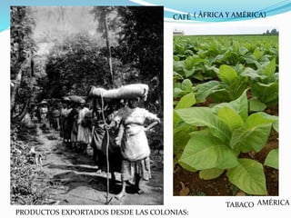 CAFÉ 
TABACO 
PRODUCTOS EXPORTADOS DESDE LAS COLONIAS: 
( ÁFRICA Y AMÉRICA) 
AMÉRICA 
 