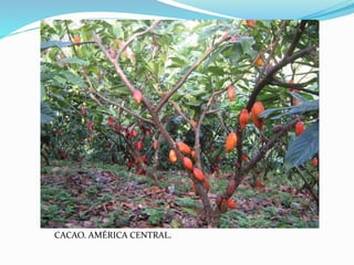 CACAO. AMÉRICA CENTRAL. 
 