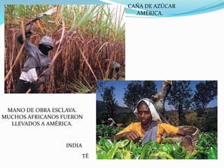 MUCHOS AFRICANOS FUERON 
TÉ 
CAÑA DE AZÚCAR 
AMÉRICA. 
MANO DE OBRA ESCLAVA. 
LLEVADOS A AMÉRICA. 
INDIA 
 