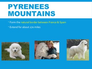 PYRENEES
MOUNTAINS
 Form the natural border between France & Spain
 Extend for about 270 miles
 