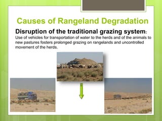 Opportunities and constraints in pastoral and agro-pastoral livestock systems: The ICARDA/ILRI experience