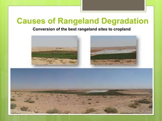 Opportunities and constraints in pastoral and agro-pastoral livestock systems: The ICARDA/ILRI experience