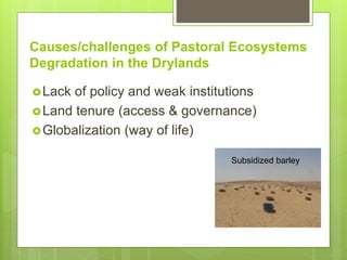 Opportunities and constraints in pastoral and agro-pastoral livestock systems: The ICARDA/ILRI experience