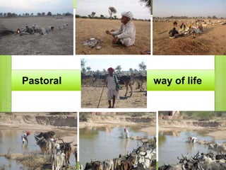 Opportunities and constraints in pastoral and agro-pastoral livestock systems: The ICARDA/ILRI experience