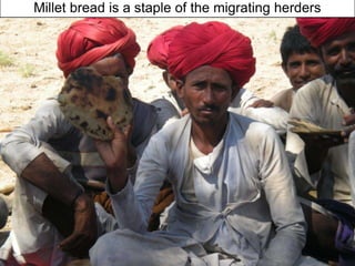 Opportunities and constraints in pastoral and agro-pastoral livestock systems: The ICARDA/ILRI experience